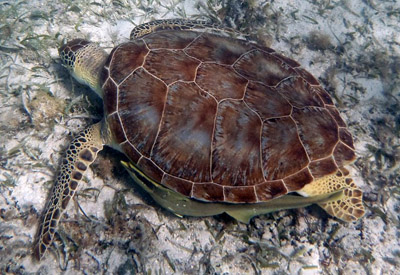 sea turtle caribbean